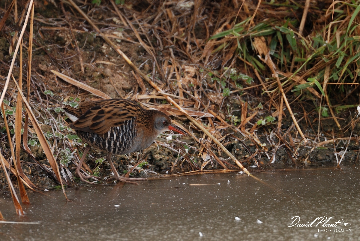 David Plant Photography - Wildlife Photographer - Water rail - D.jpg - Water rail on ice - Welney